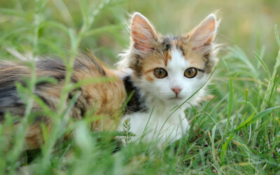 Guia de Raça: Gatos