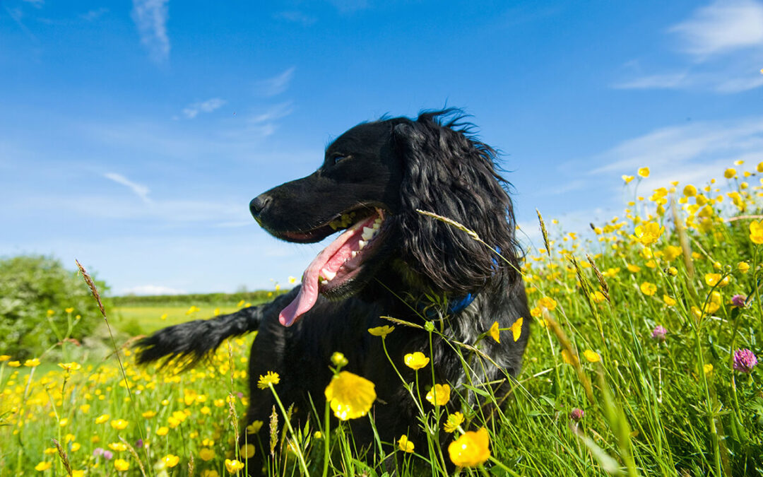 Guia de Raças: Cães